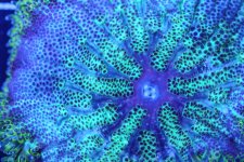 Mini Maxi Carpet Anemone 9January 19, 2023.jpg