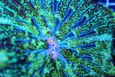 Mini Maxi Carpet Anemone 8January 19, 2023.jpg