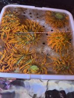Anemones.jpg