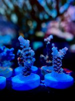466BE32E-2617-4B50-A35E-F30270DCE88D.jpeg