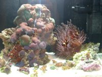 maroon clowns 003.jpg