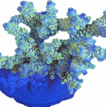 2DBE4E9D-BA7C-44A5-984E-5FAC8AF90EC8.png