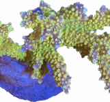97A54FFF-98F7-43D0-AFAC-E013ECCD27A8.png