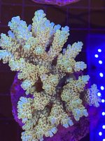 38F819B2-DA50-48C9-AFAC-570FB5DD4AB2.jpeg
