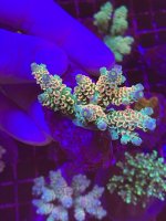 IMG_0030.jpeg