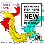 new fish.jpeg
