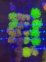 IMG_0242.jpeg