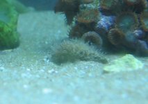 snail fur 007.jpg
