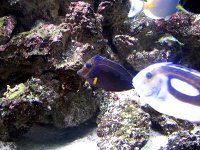 aquarium 057.jpg