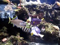 aquarium 059.jpg
