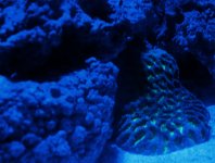 Maze Coral copy.jpg