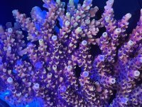 IMG_4409.jpeg