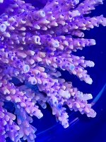 IMG_4422.jpeg