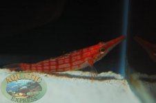 DSC_0072.jpg