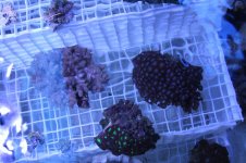Picture 1493.jpg