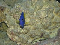 7-22-07corals-fish116.jpg