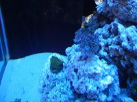 tank with light 009.jpg