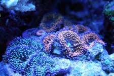 IMG_2668.jpg
