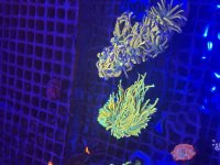 IMG_4620.jpeg