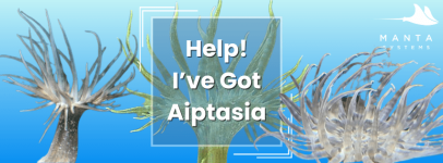 Aiptasia.png