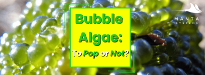 Bubble Algae.png