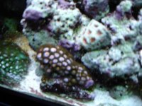 Frag Swap 08 016.jpg