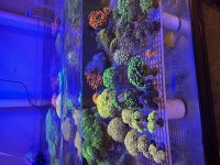 IMG_2277.jpeg