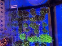 IMG_2278.jpeg