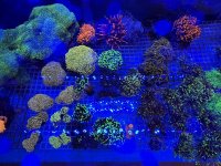 IMG_2280.jpeg