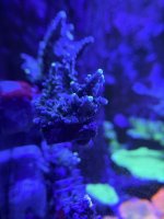 WWC yellow tip Frag.JPEG
