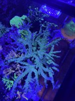 WWC yellow tip Mother Colony from Top.JPEG