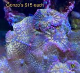 IMG_8519.jpeg