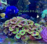 IMG_8523.jpeg
