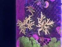 IMG_1086.jpeg