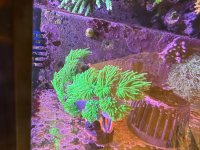 IMG_5585.jpeg