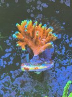 IMG_4049.jpeg