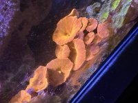 IMG_0347.jpeg