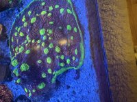IMG_1846.jpeg