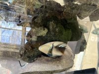 IMG_9178.jpeg