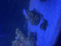 IMG_1550.jpeg