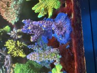 IMG_8597.jpeg