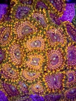 IMG_5900.jpeg