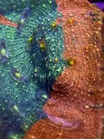IMG_1445.jpeg