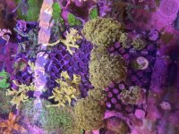IMG_1226.jpeg
