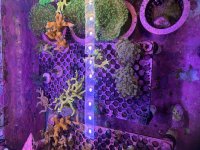 IMG_1229.jpeg