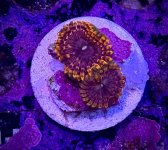 IMG_6171.jpeg