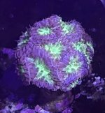 Green Pink.jpeg