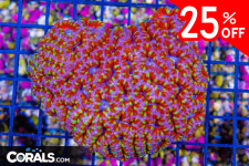 Untitled design(35).png