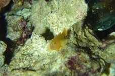 gobies 001.JPG