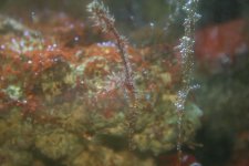 Ghost Pipefish1a.jpg